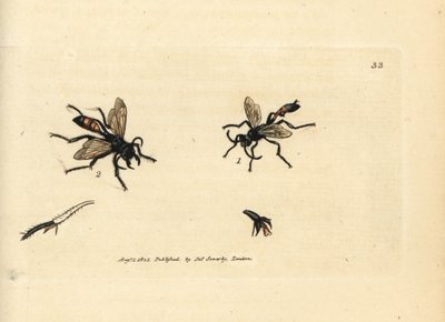 Hairy sandwasp, Podalonia hirsuta by James Sowerby