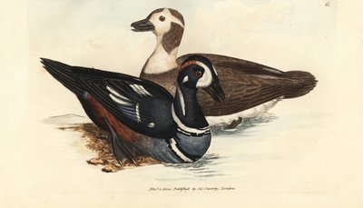 Harlequin duck, Histrionicus histrionicus (Anas histrionica). Male and female by James Sowerby
