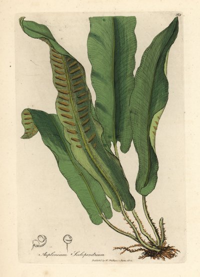 Harts-tongue fern, Asplenium scolopendrium by James Sowerby