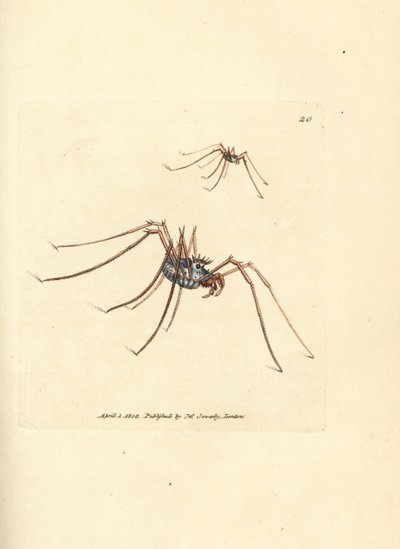 Harvestman Spider, Megabunus diadema by James Sowerby