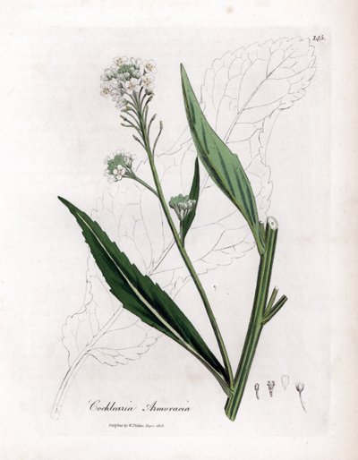 Horseradish or Cranson - Horseradish, Armoracia Rusticana by James Sowerby