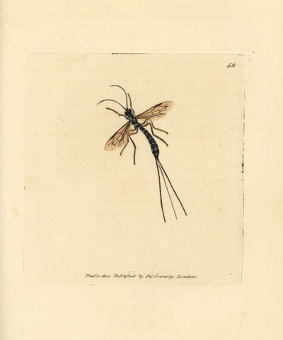 Ichneumon fly, Rhyssa persuasoria by James Sowerby