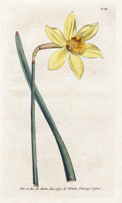 Incomparable Narcissus by James Sowerby