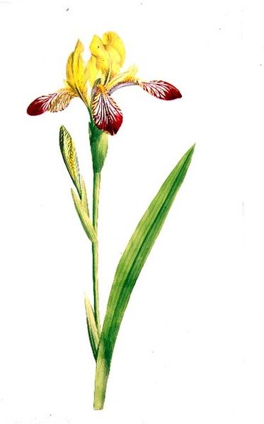 Iris Variegata, c.1800 by James Sowerby