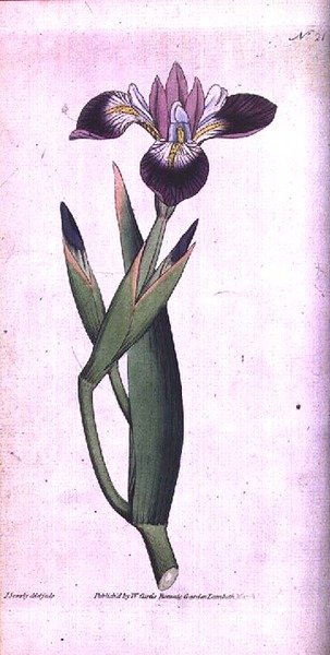 Iris Vericolour, plate 21 from William Curtis