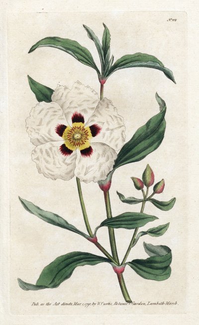 Ladanifere or Ledon Cistus - Lithography by James Sowerby (1757-1822), from the Botanical Magazine by William Curtis (1746-1799) by James Sowerby