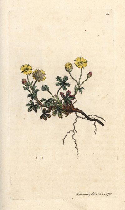 Large-flowered Potentilla, Potentilla grandiflora (Spring Cinquefoil, Potentilla verna) Handcoloured Copperplate Engraving after an Illustration by James Sowerby from James Smith