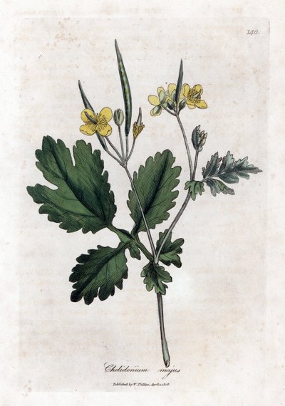 Large Chelidoine or Large Light - Greater Celandine, Chelidonium Majus by James Sowerby