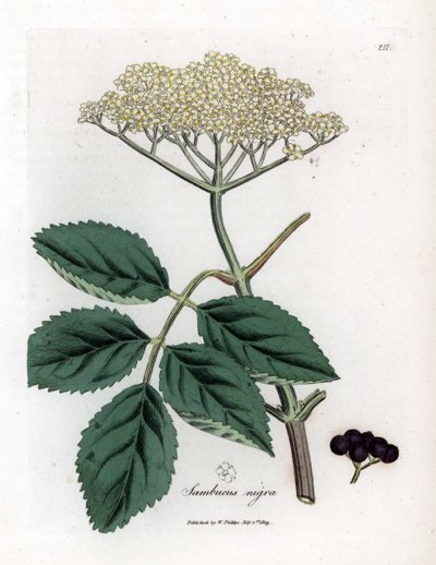 Large Elderberry or Black Elderberry - Common Black Elder Tree, Sambucus Nigra by James Sowerby