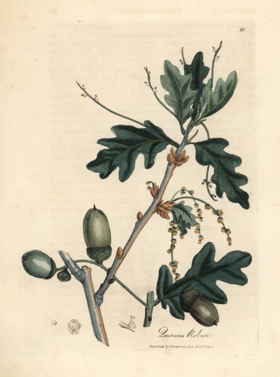 Leaves and Acorns of the Common Oak by James Sowerby