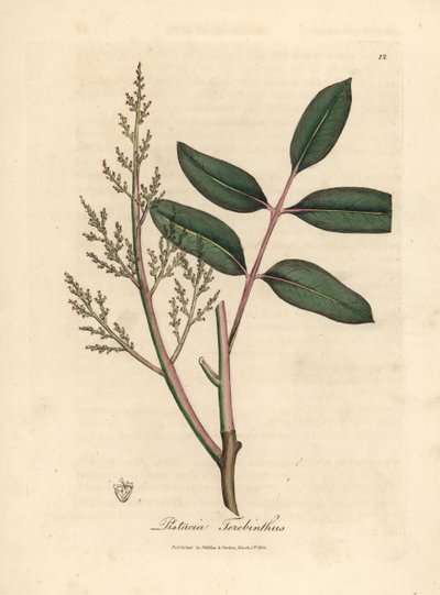 Leaves and flowers of the chian tree, Pistacia terebinthus by James Sowerby