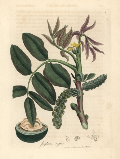 Leaves, Yellow Flower and Nut of the Common Walnut Tree by James Sowerby