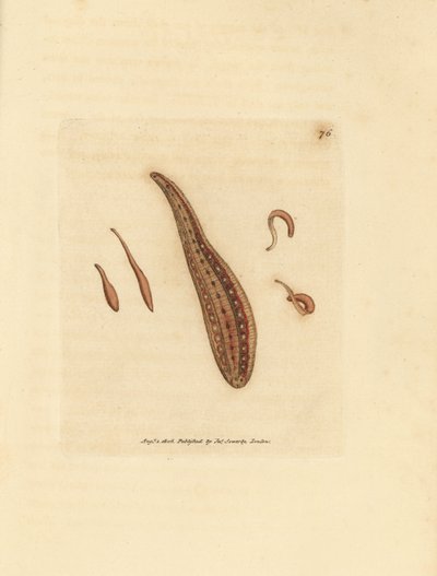 Leech, Hirudo circulans by James Sowerby