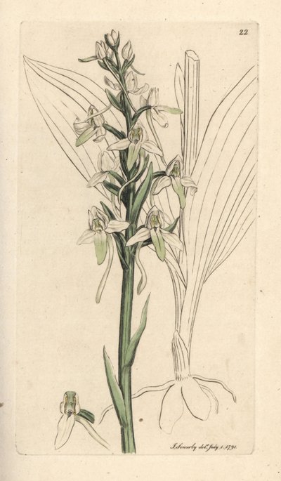 Lesser Butterfly Orchis, Platanthera bifolia by James Sowerby