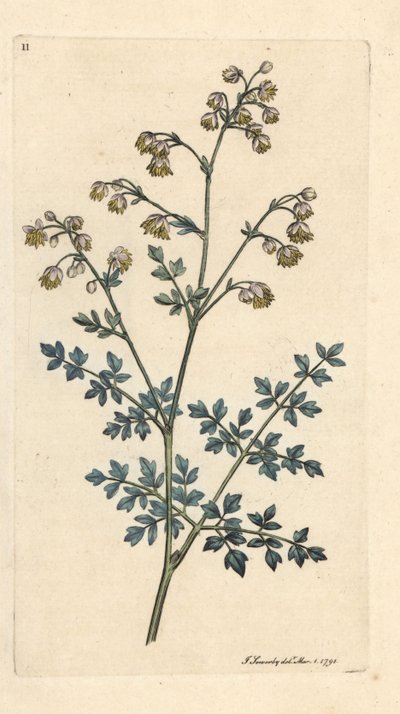 Lesser Meadow Street, Thalictrum minus. Handcoloured Copperplate Engraving after an Illustration by James Sowerby from James Smith