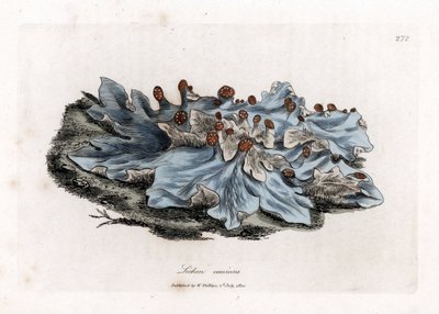Lichen variete - Ash-coloured ground liverwort, Lichen caninus by James Sowerby