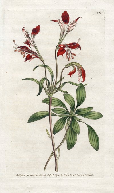 Lily of the Incas or Perou Lys (Lithography by James Sowerby, plate from the Botanical Magazine by William Curtis) by James Sowerby