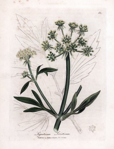 Liveche or Mountain Ache, Ligustium levistium by James Sowerby