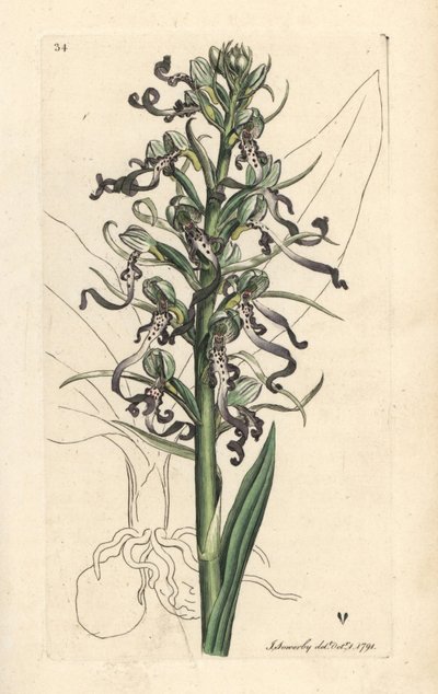 Lizard orchid, Himantoglossum hircinum. Handcoloured copperplate engraving after an illustration by James Sowerby from James Smith