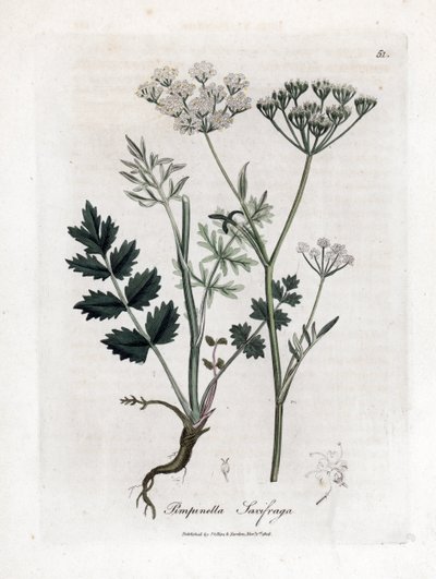 Locage saxifrage - Burnet saxifrage, Pimpinella saxifraga by James Sowerby