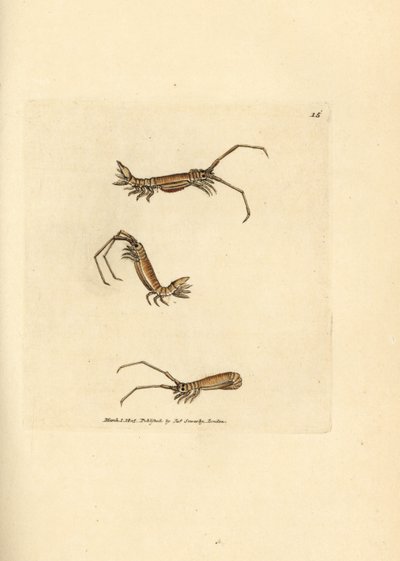 Long-horn isopod, Astacilla longicornis by James Sowerby