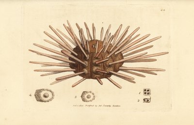 Long-spine slate pen sea urchin, Cidaris cidaris by James Sowerby