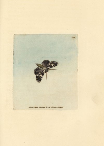 Marbled coronet moth, Hadena confusa by James Sowerby