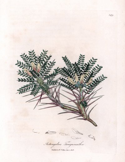 Marseille Astragalus or Mother