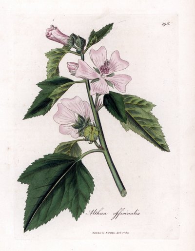 Marshmallow Officinale or Wild or White Purple Marshmallow, Althaea officinalis (Handcoloured copperplate engraving) by James Sowerby