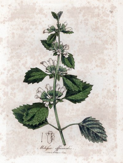 Melisse Officinale or Melisse Lemongrass - Common Balm, Melissa Officinalis by James Sowerby