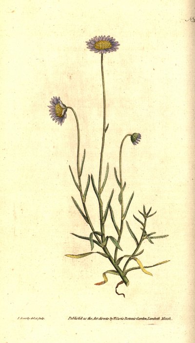 Mignonette Aster, Felicia tenella by James Sowerby