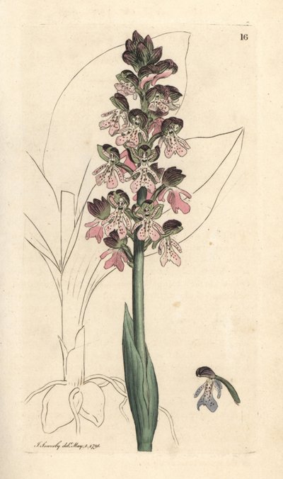 Military Orchis, Orchis militaris (Orchis warrior) by James Sowerby