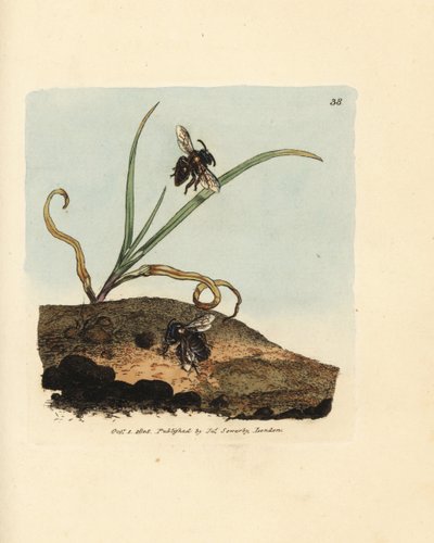 Mining bee, Andrena nigroaenea by James Sowerby