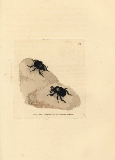 Minotaur beetle, Typhaeus typhoeus (Scarabaeus pumilus) by James Sowerby