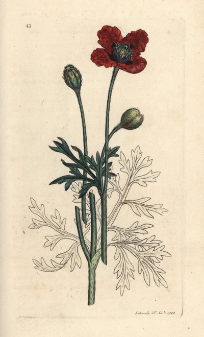 Mongrel Poppy or Round Pricklyhead Poppy, Papaver hybridum (Handcoloured copperplate engraving) by James Sowerby