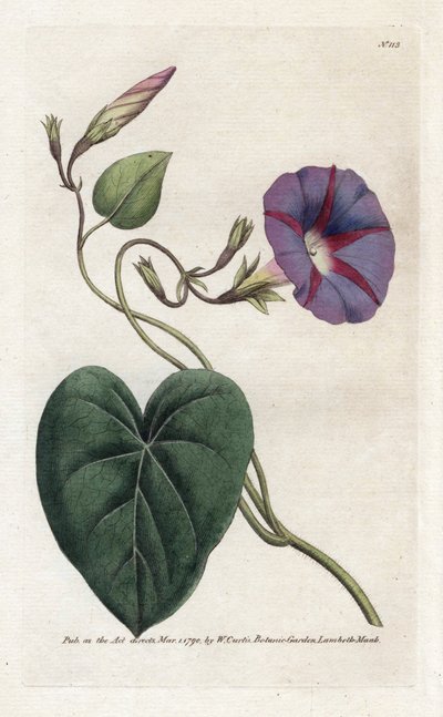 Morning Glory or Ipomee by James Sowerby