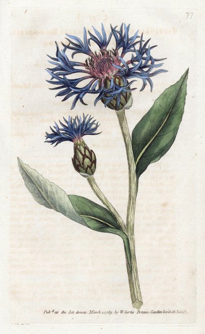 Mountain Centauree or Perennial Blueberry by James Sowerby