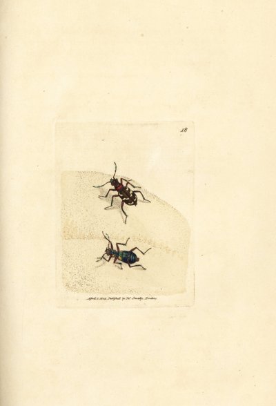 Northern Dune Tiger Beetle (Handcoloured Copperplate Engraving by James Sowerby from The British Miscellany) by James Sowerby