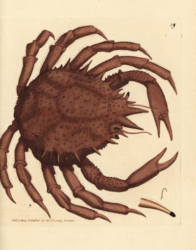Norway King Crab or Northern Stone Crab, Lithodes maja by James Sowerby