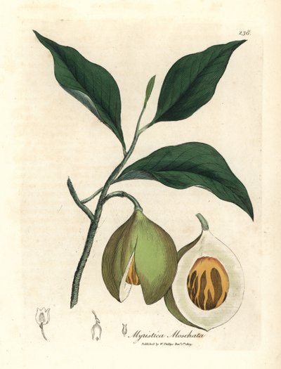 Nutmeg and Mace Tree, Myristica moschata, Myristica fragrans by James Sowerby