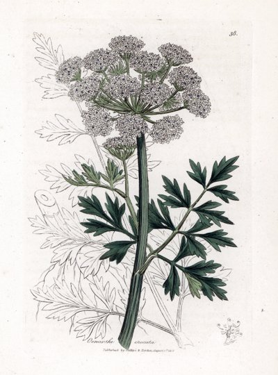 Oenanthe Safranee - Hemlock Water Dropwort, Oenanthe Crocata by James Sowerby