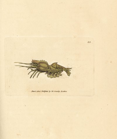 Parrot shrimp, Spirontocaris spinus by James Sowerby