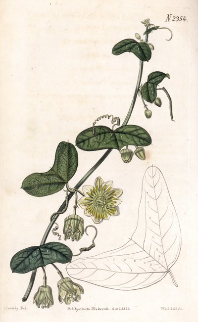 Passion Flower Variete, Passiflora biflora by James Sowerby