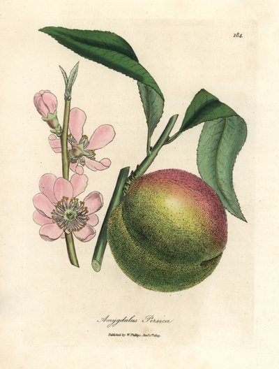 Peach tree with ripe fruit and pink blossom, Amygdalus persica by James Sowerby