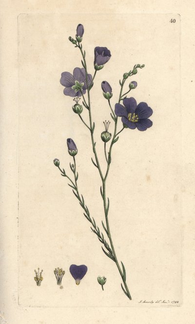 Perennial Flax, Linum Perenne (Linen Perace) by James Sowerby
