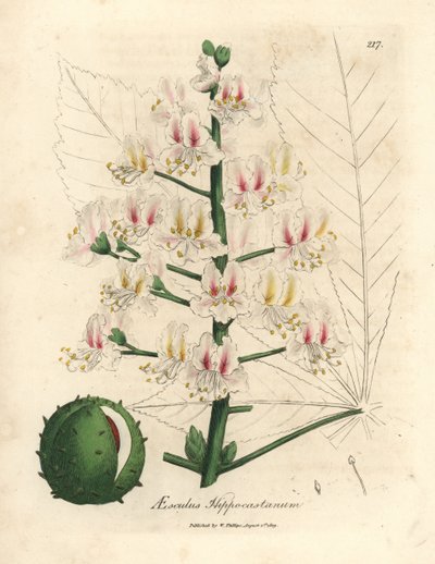 Pink blossom and fruit of the horse chestnut tree, Aesculus hippocastanum by James Sowerby