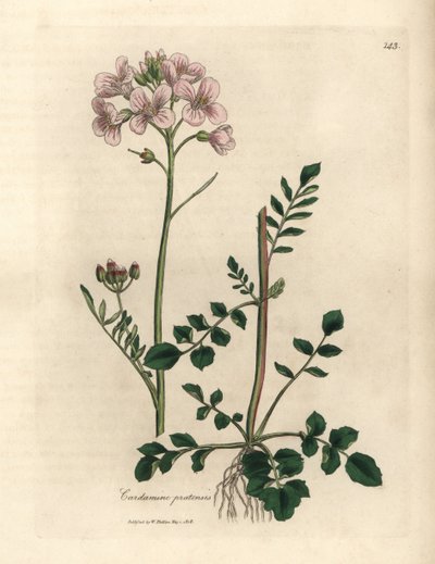 Pink Flowered Ladies Smock or Cuckoo-flower, Cardamine pratensis by James Sowerby