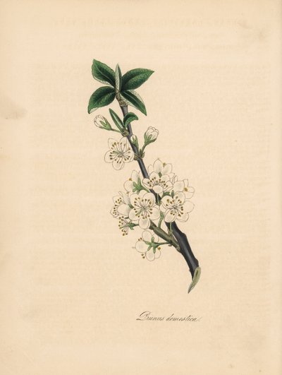 Plum tree - Common plum tree, Prunus domestica by James Sowerby
