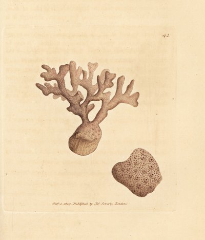 Porella compressa by James Sowerby