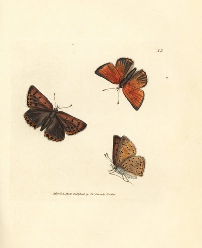 Pure-edged Copper Butterfly (Handcoloured Copperplate Engraving by James Sowerby from The British Miscellany) by James Sowerby